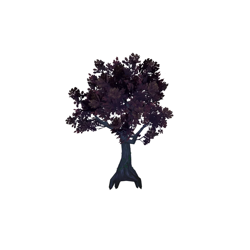 Embaari Beech Tree