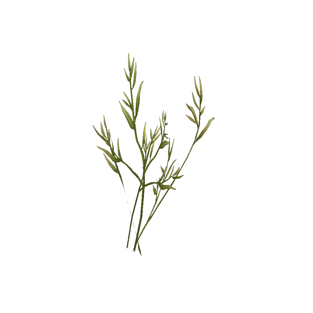 Nagrand Wild Wheat