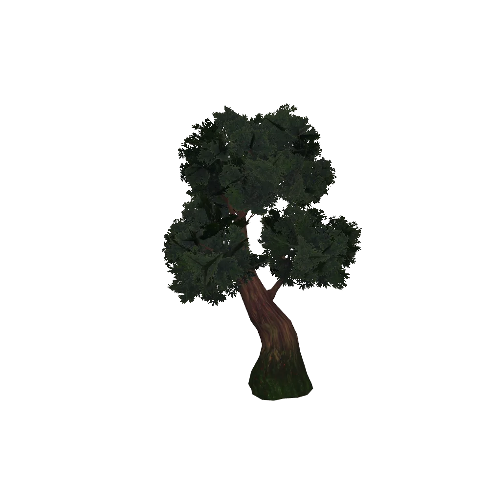 Mature Spiritwood Oak