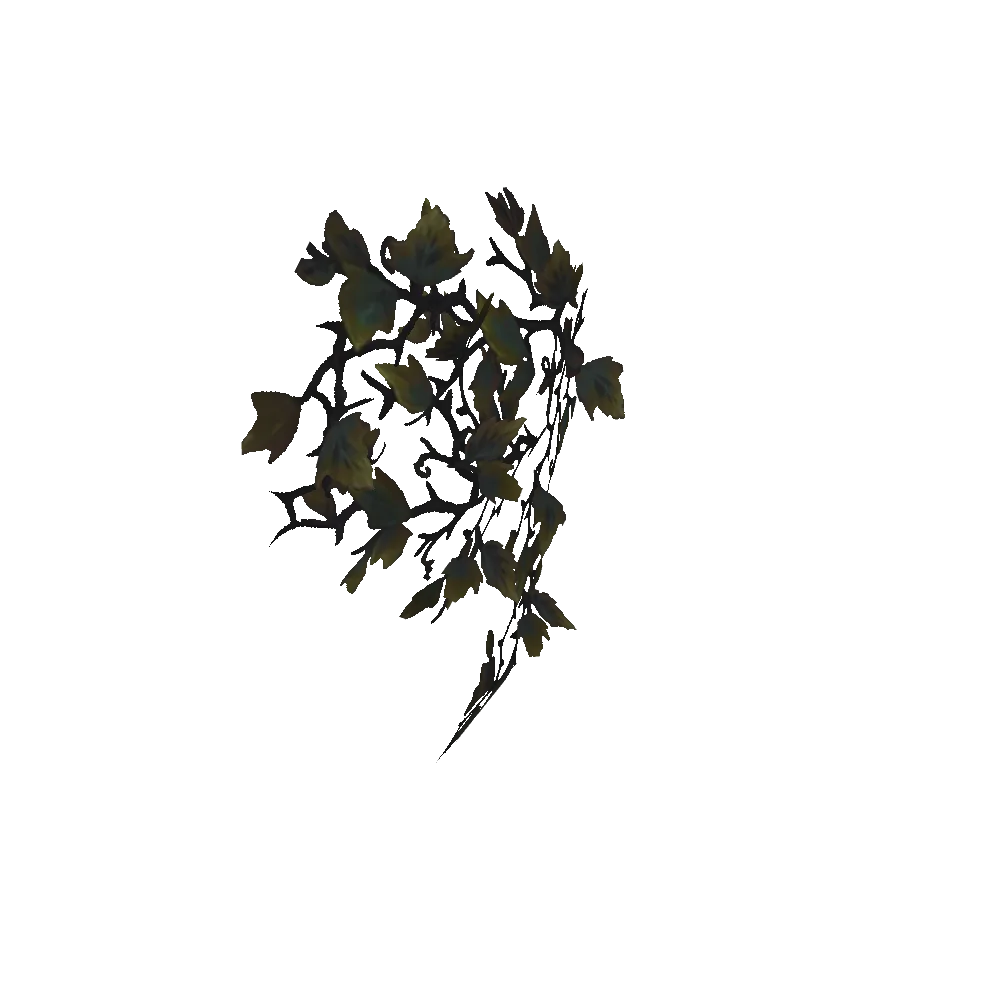 Arching Crimson Ivy
