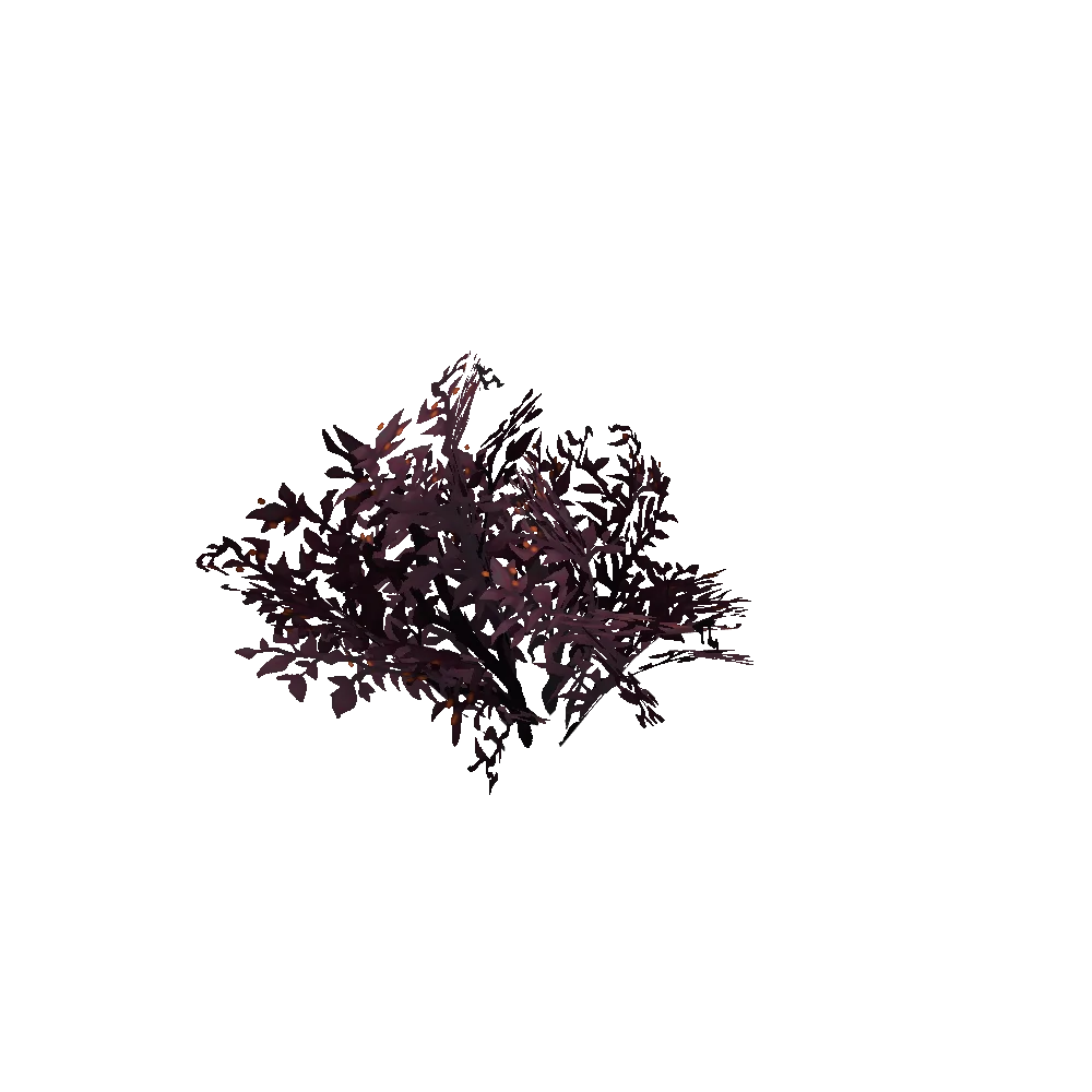 Nathrian Sinstain Bush