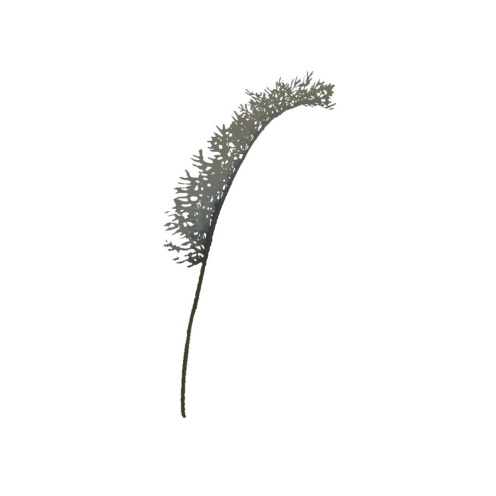 Elysian Skyfrond