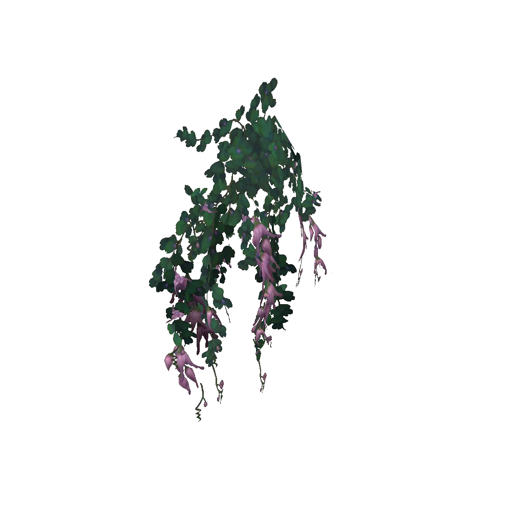 Hanging Wildgrove Ivy