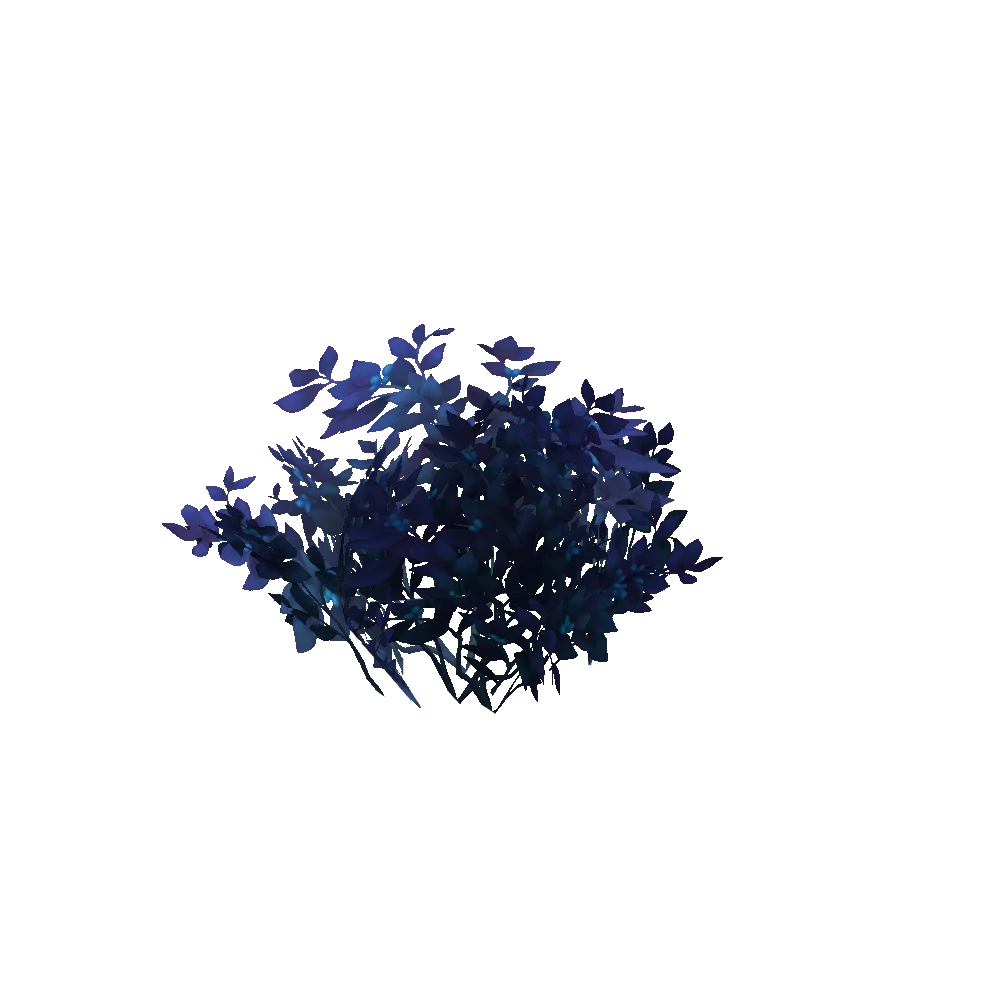 Celestial Grovebush