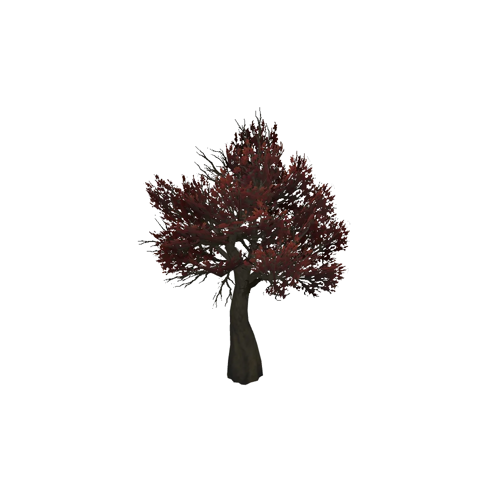 Tall Crimson Oak
