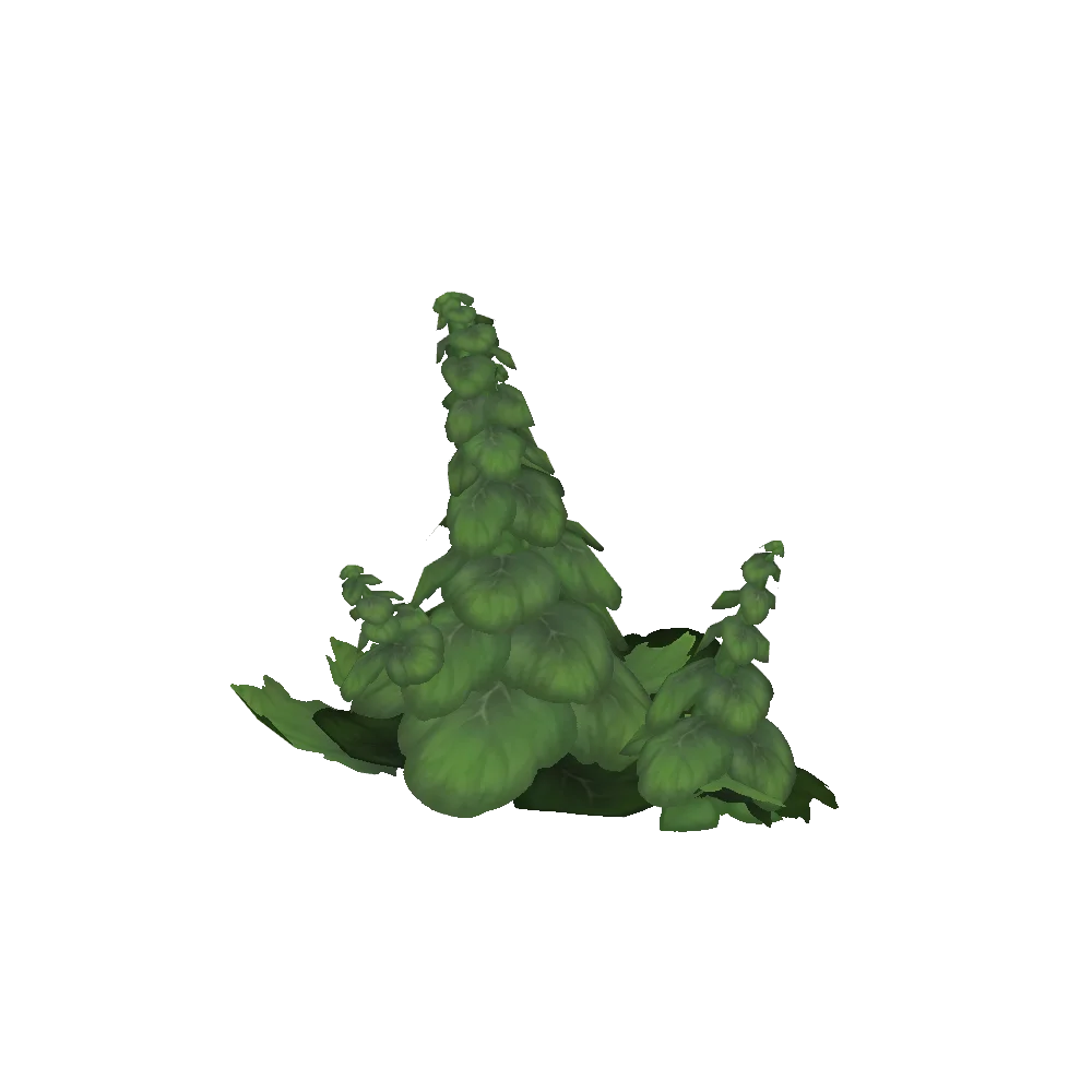Algari Lettuce Plant